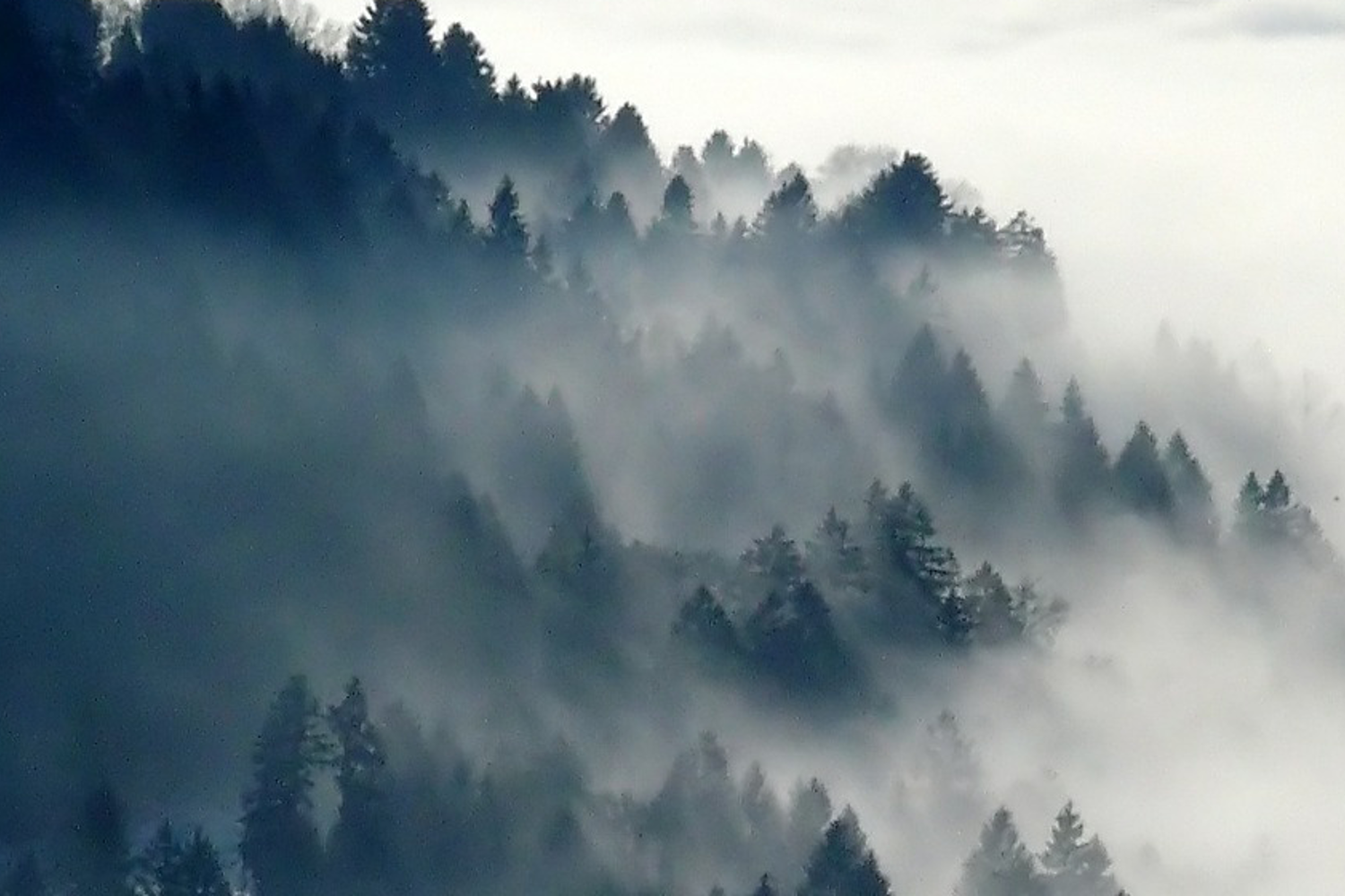 Forrest covered in clouds