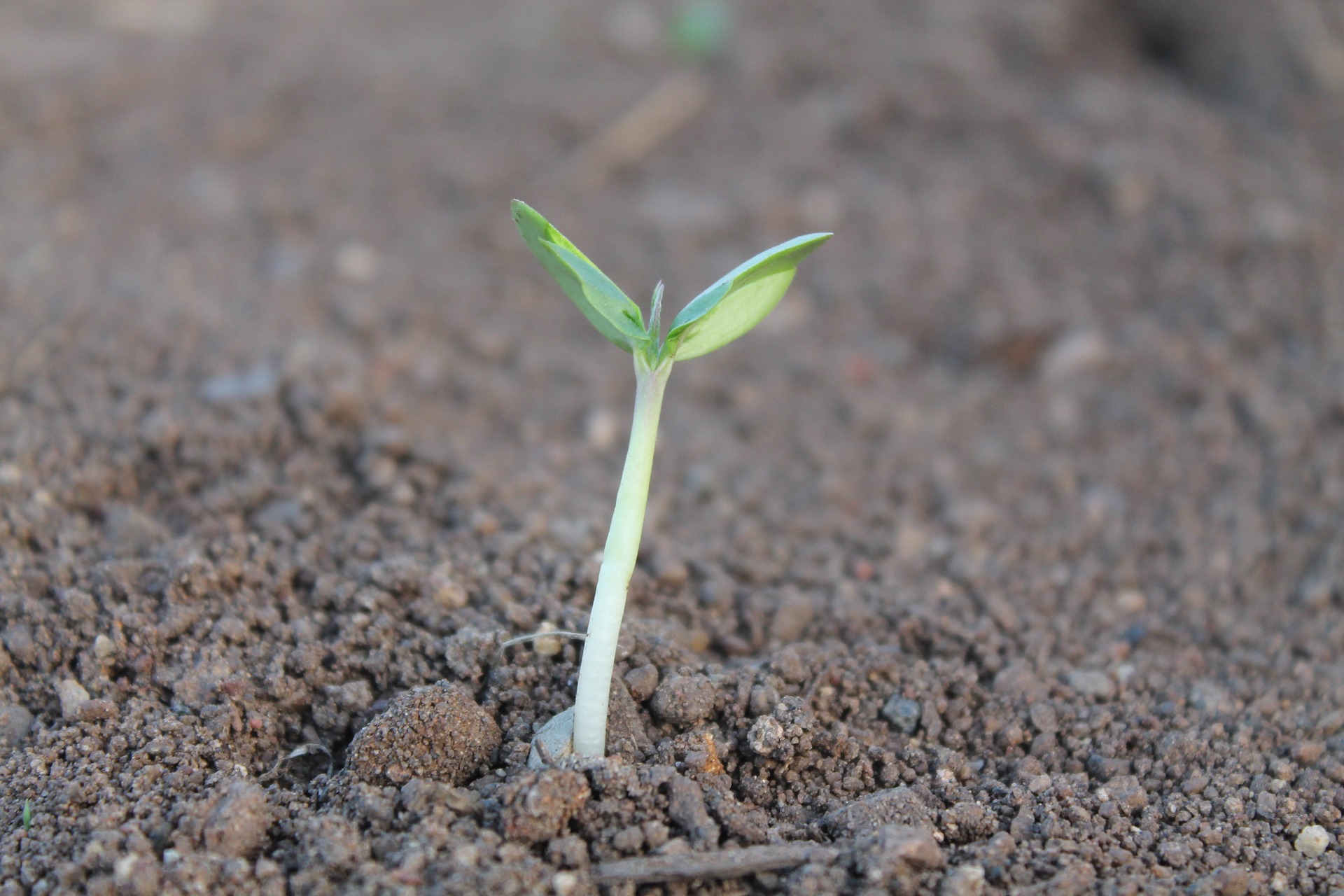 Damifo Harp Soil